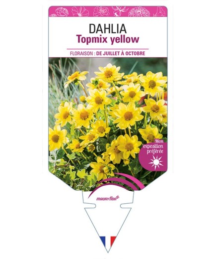 DAHLIA TOPMIX YELLOW
