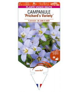 CAMPANULA lactiflora 'Prichard's Variety'  voir CAMPANULE