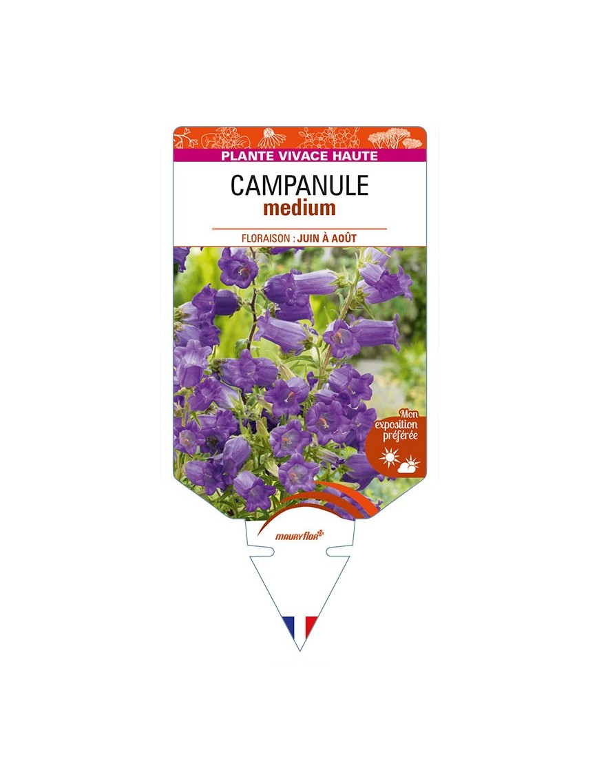 CAMPANULA medium (bleue)