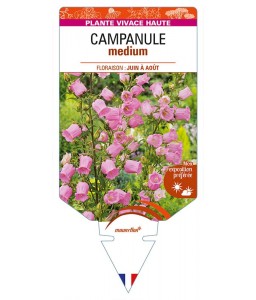 CAMPANULA medium (rose)
