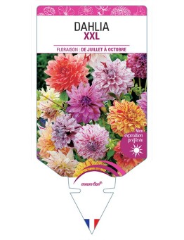 DAHLIA XXL