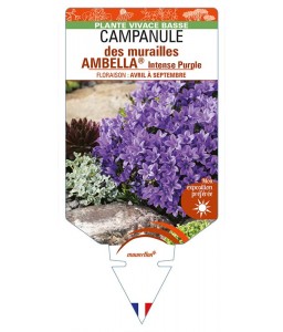 CAMPANULA portenschlagiana AMBELLA® Intense Purple voir CAMPANULE des murailles