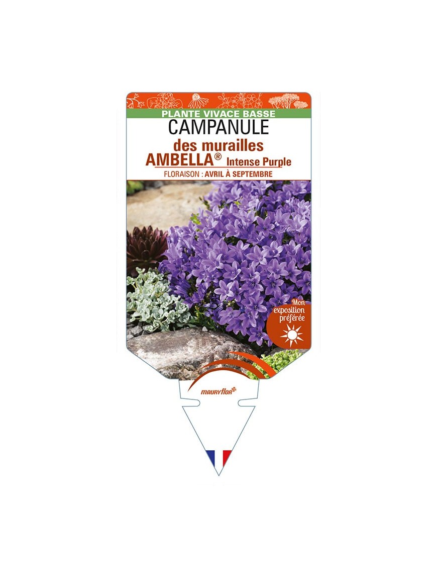 CAMPANULA portenschlagiana AMBELLA® Intense Purple voir CAMPANULE des murailles