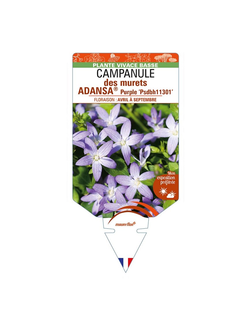 CAMPANULA poscharskyana ADANSA® Purple voir CAMPANULE des murets