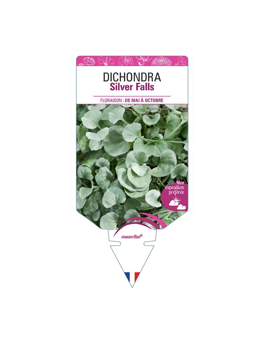 DICHONDRA SILVER FALLS