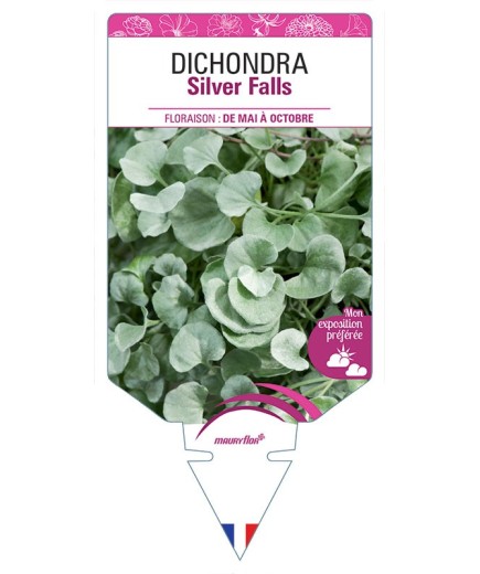 DICHONDRA SILVER FALLS
