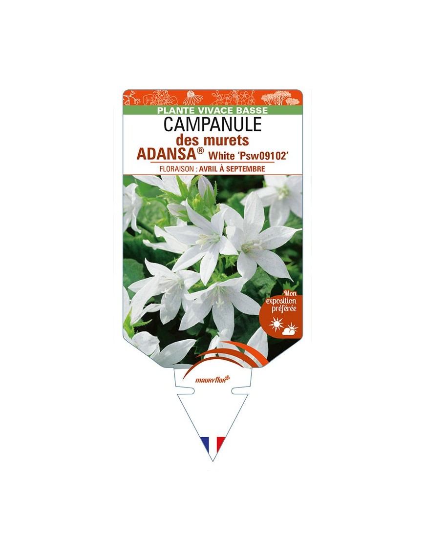 CAMPANULA poscharskyana ADANSA® White voir CAMPANULE des murets