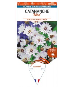 CATANANCHE (caerulea) 'Alba'