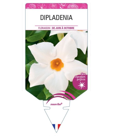DIPLADENIA (BLANC)