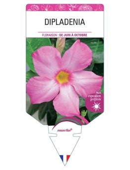 DIPLADENIA (ROSE)