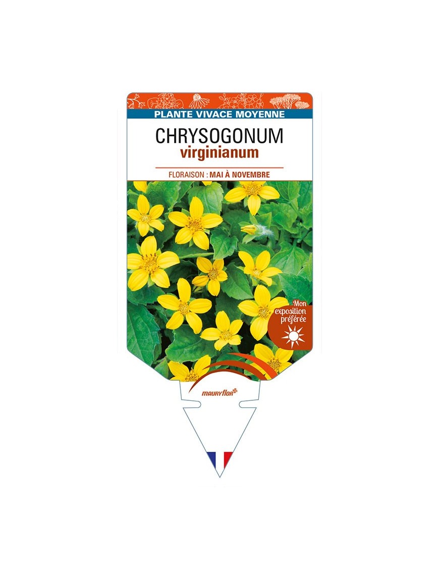 CHRYSOGONUM virginianum