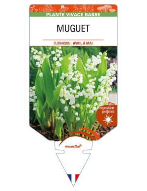 CONVALLARIA majalis voir MUGUET