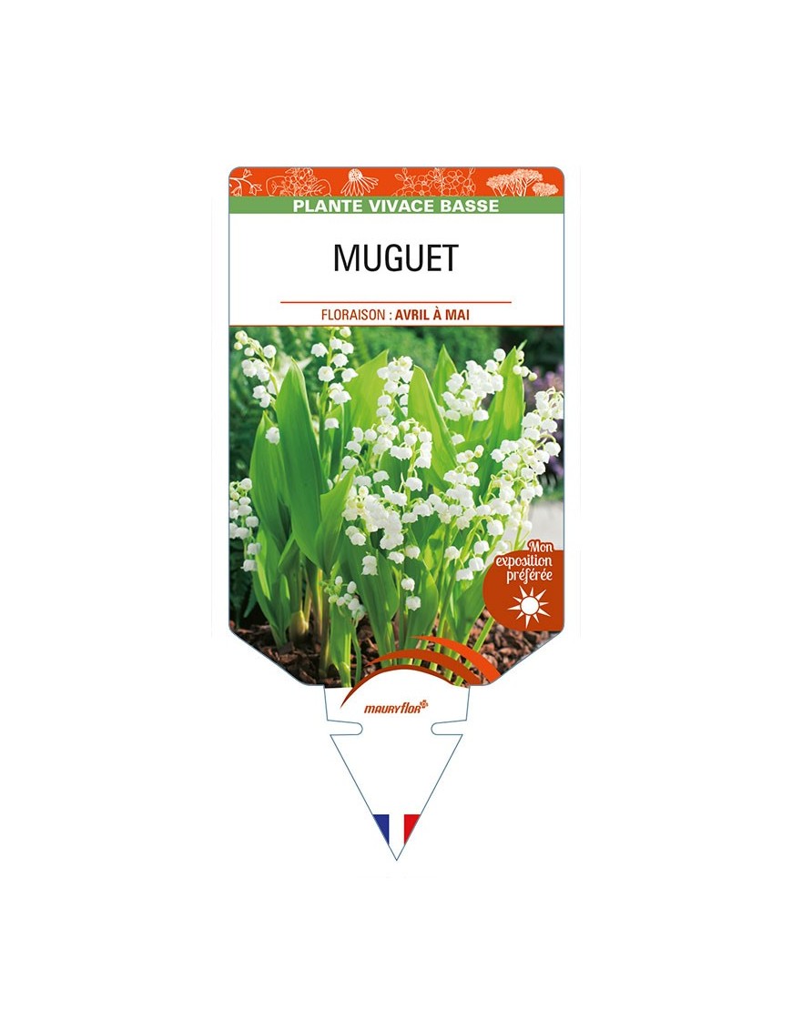 CONVALLARIA majalis voir MUGUET