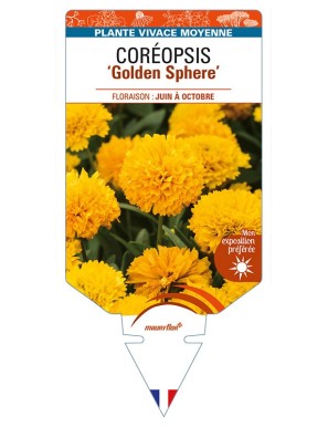 COREOPSIS (grandiflora) 'Golden Sphere'