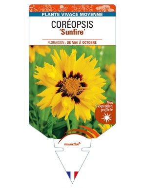 COREOPSIS (grandiflora) 'Sunfire'