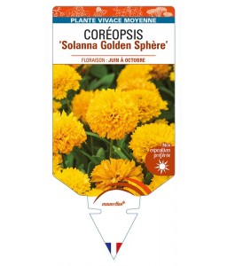 COREOPSIS (grandiflora) ‘Solanna Golden Sphère’