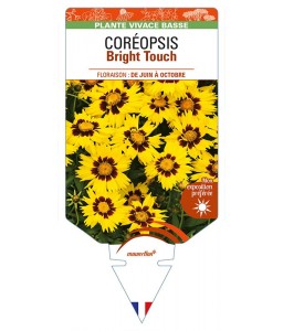 COREOPSIS (grandiflora) Bright Touch