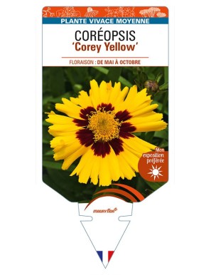 COREOPSIS (grandiflora) Corey Yellow