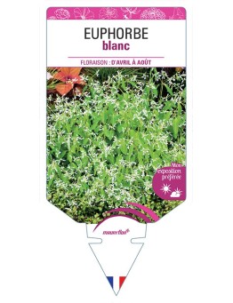 EUPHORBE BLANC