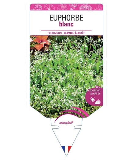 EUPHORBE BLANC