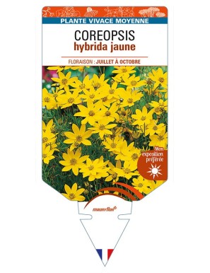 COREOPSIS hybrida jaune