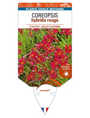 COREOPSIS hybrida rouge