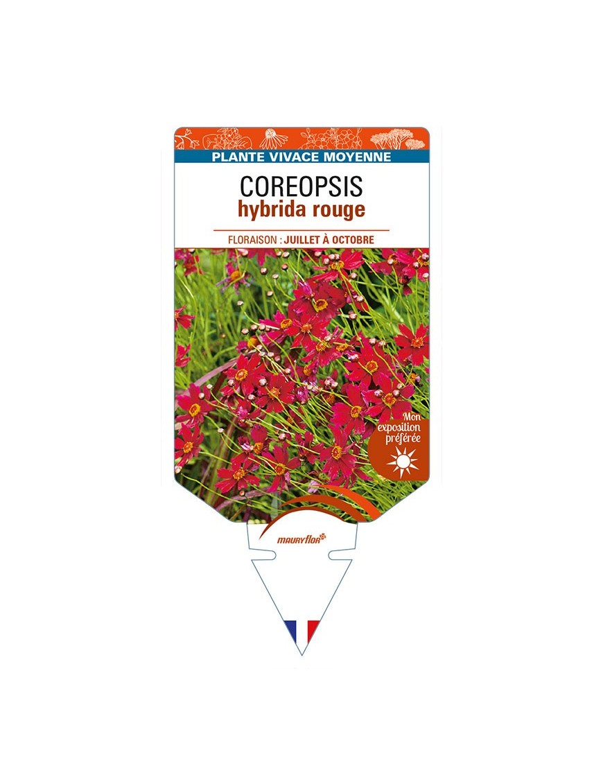 COREOPSIS hybrida rouge