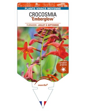 CROCOSMIA (crocosmiiflora) 'Emberglow'