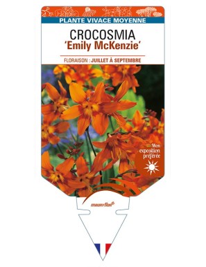 CROCOSMIA (crocosmiiflora) 'Emily McKenzie'