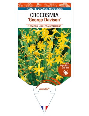 CROCOSMIA (crocosmiiflora) 'George Davison'