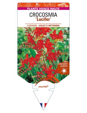 CROCOSMIA (crocosmiiflora) 'Lucifer'
