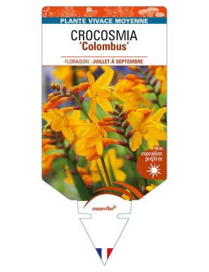 CROCOSMIA (crocosmiiflora) ‘Colombus’