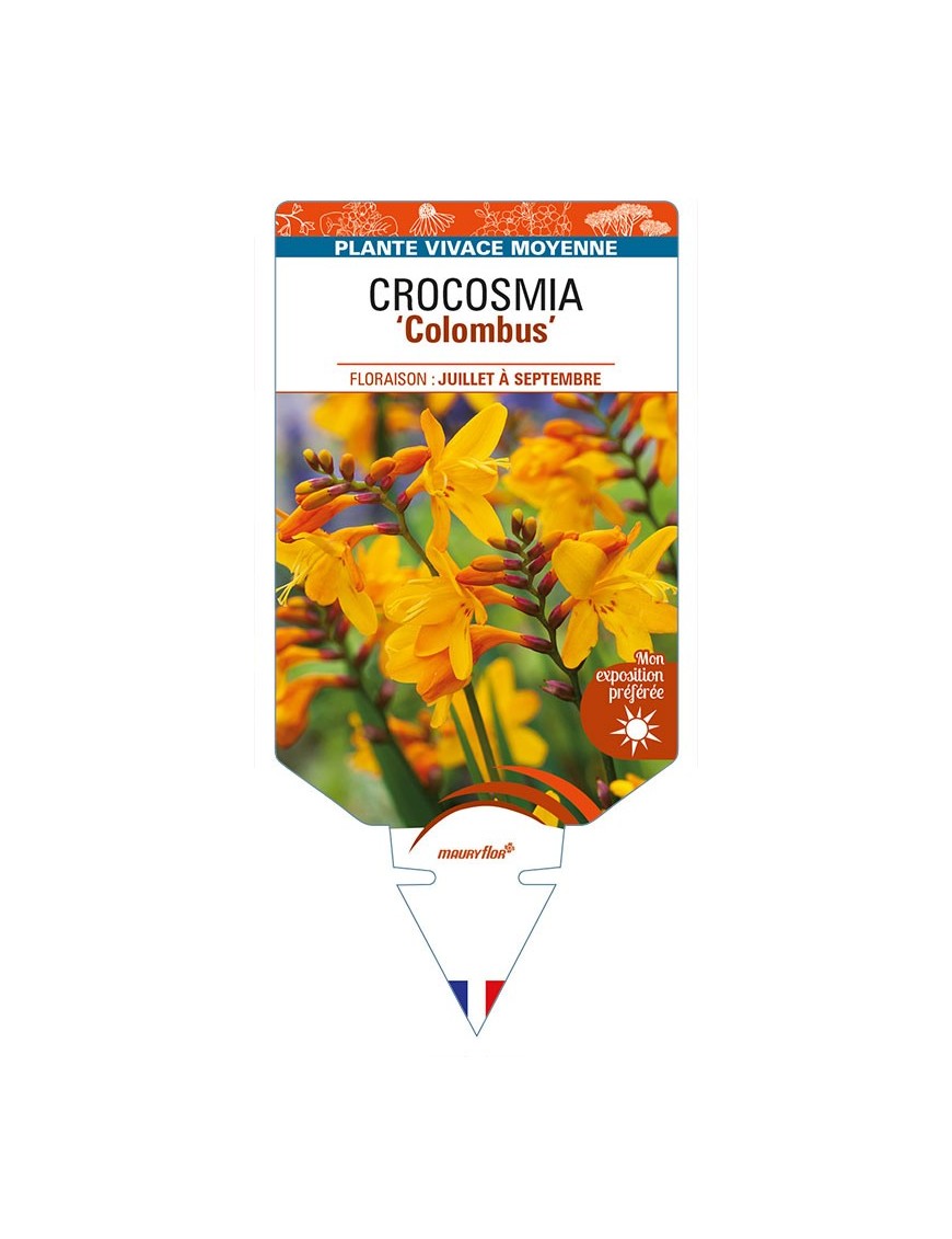 CROCOSMIA (crocosmiiflora) ‘Colombus’