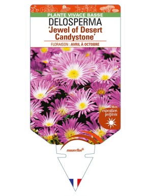 DELOSPERMA 'Jewel of Desert Candystone'