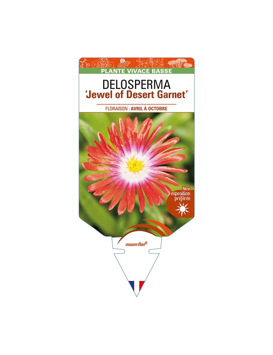 DELOSPERMA 'Jewel of Desert Garnet'