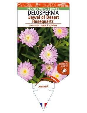 DELOSPERMA 'Jewel of Desert Rosequartz'