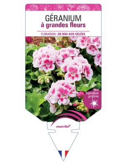 GÉRANIUM À GRANDES FLEURS