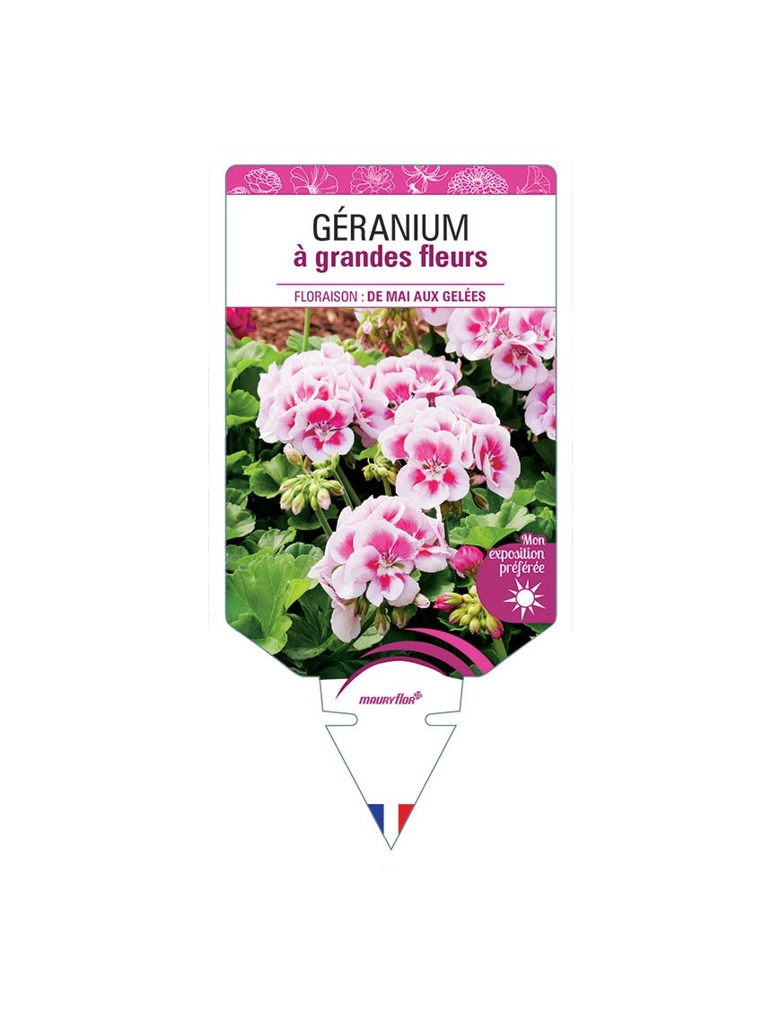 GÉRANIUM À GRANDES FLEURS