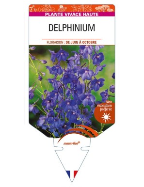 DELPHINIUM (belladona)