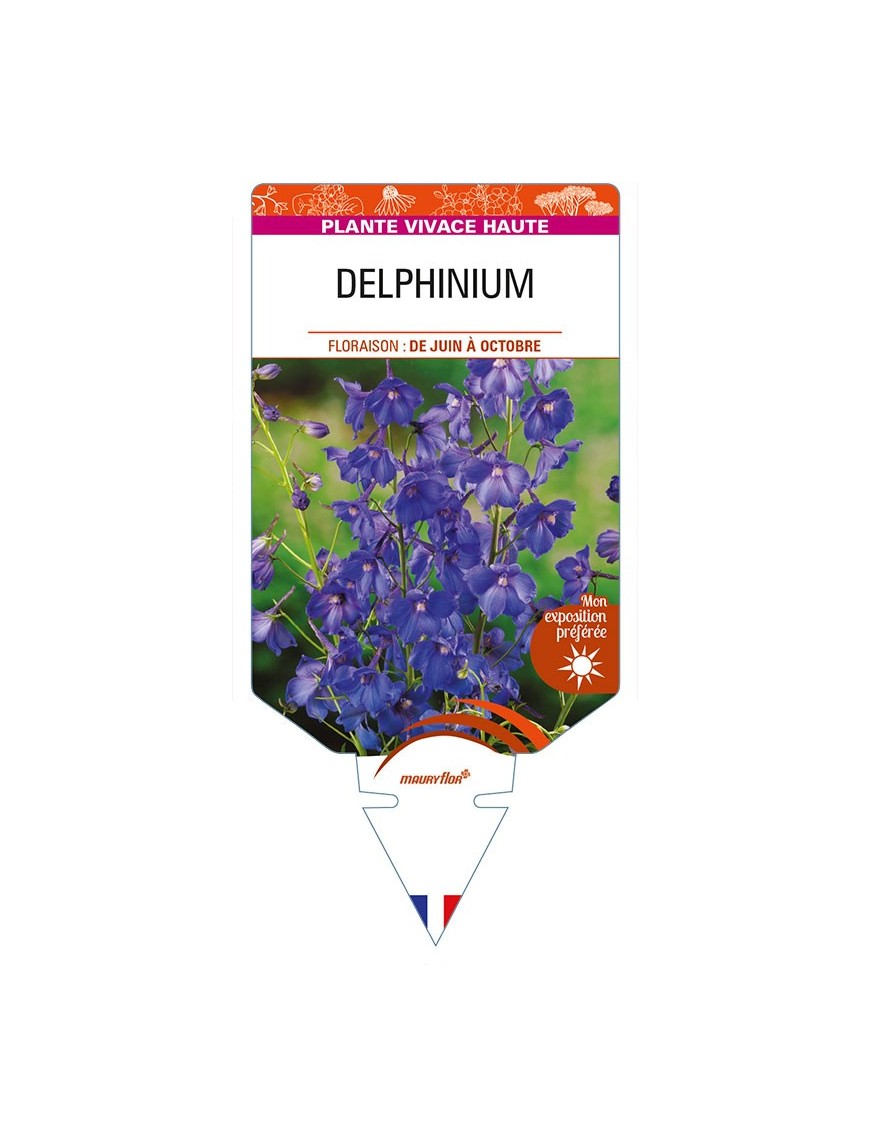 DELPHINIUM (belladona)
