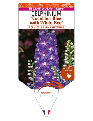 DELPHINIUM (elatum) 'Excalibur Blue with White Bee'