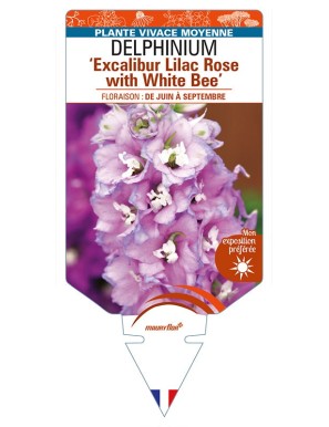 DELPHINIUM (elatum) 'Excalibur Lilac Rose with White Bee'