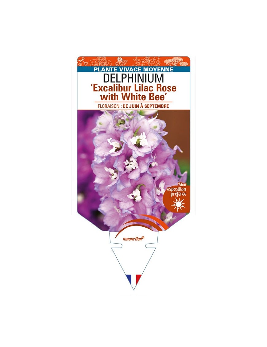 DELPHINIUM (elatum) 'Excalibur Lilac Rose with White Bee'