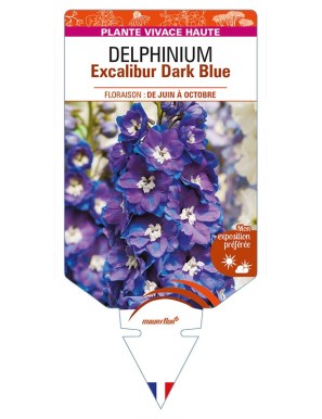 DELPHINIUM Excalibur Dark Blue