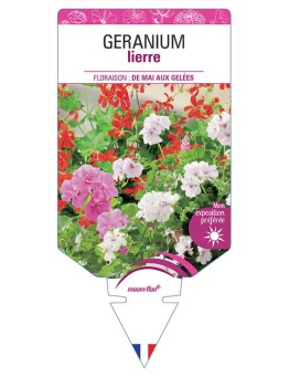 GERANIUM LIERRE (VARIÉ)