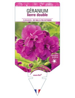 GÉRANIUM LIERRE DOUBLE (FUCHSIA)