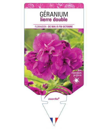 GÉRANIUM LIERRE DOUBLE (FUCHSIA)