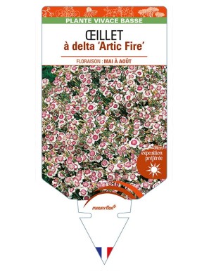DIANTHUS deltoides 'Arctic Fire' voir ŒILLET à delta