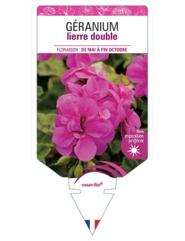GÉRANIUM LIERRE DOUBLE (ROSE FONCÉ)