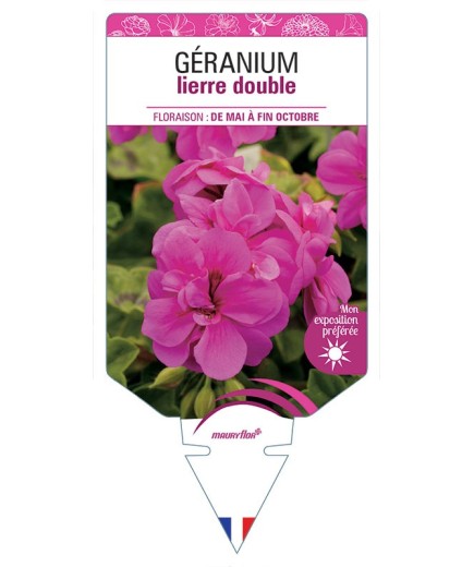 GÉRANIUM LIERRE DOUBLE (ROSE FONCÉ)